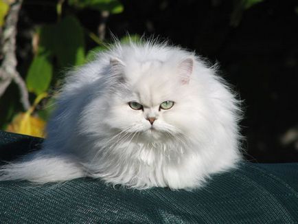 Chinchilla Perzsa macska, fajta leírás