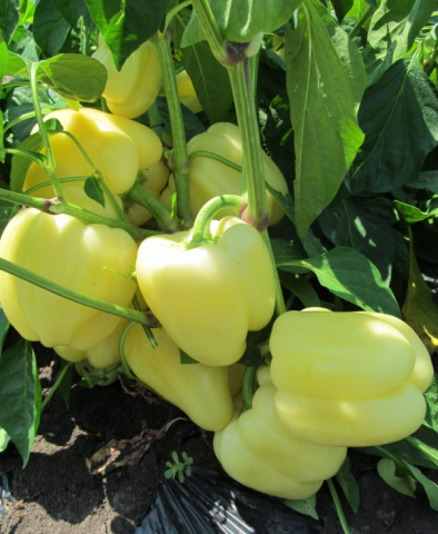 Peppers nyílt terepen szibériai (őrölt) Paprika szabadföldi Szibériában