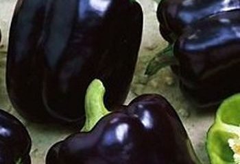 Peppers nyílt terepen szibériai (őrölt) Paprika szabadföldi Szibériában