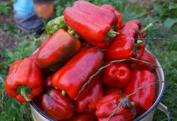 Peppers nyílt terepen szibériai (paprika) Paprika szabadföldi Szibériában