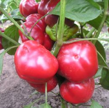 Peppers nyílt terepen szibériai (paprika) Paprika szabadföldi Szibériában