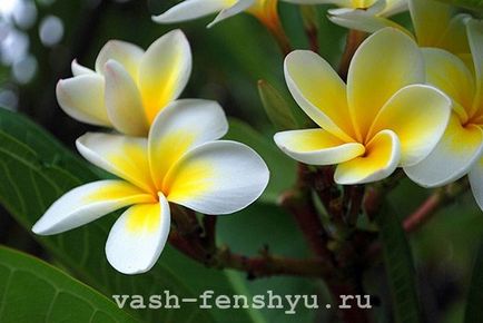 Plumeria este o floare din 