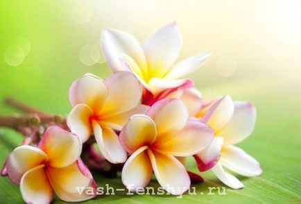 Plumeria este o floare din 