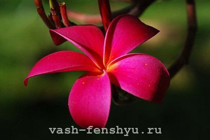 Plumeria este o floare din 