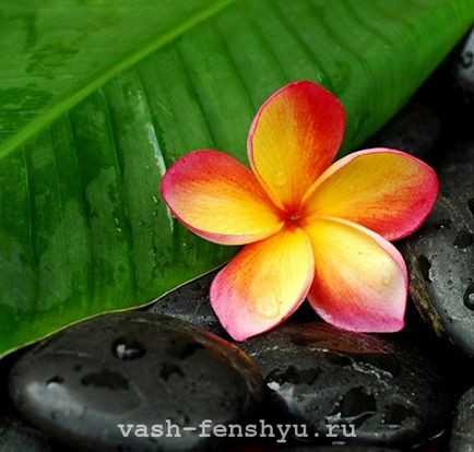 Plumeria este o floare din 