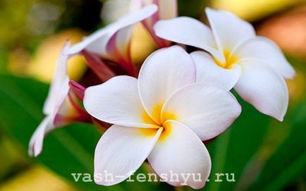 Plumeria este o floare din 