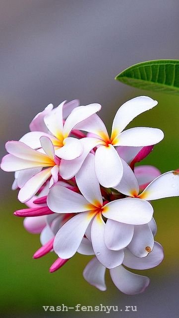 Plumeria este o floare din 