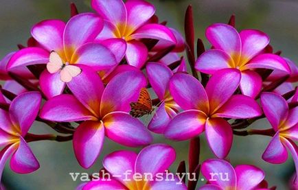 Plumeria este o floare din 