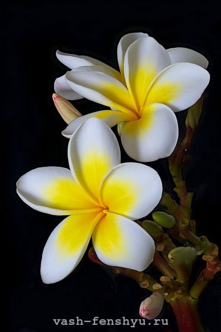 Plumeria este o floare din 