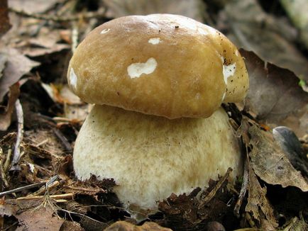 Чому білий гриб називають білим, чому білий гриб називається білим