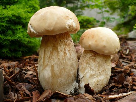 Чому білий гриб називають білим, чому білий гриб називається білим