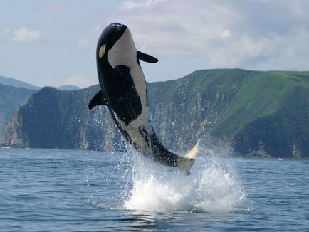 De ce se numesc balene ucigătoare, infobrod
