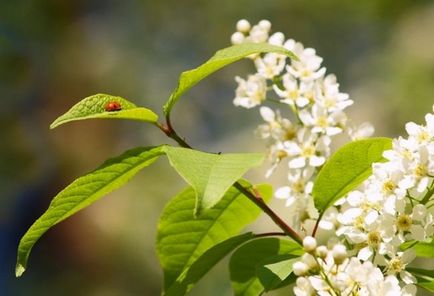 De ce florile de cireșe de păsări nu definesc și elimină cauzele problemei