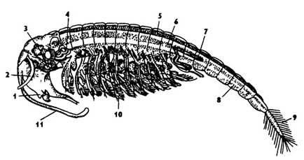 Subclasa branhiilor (branchiopoda)