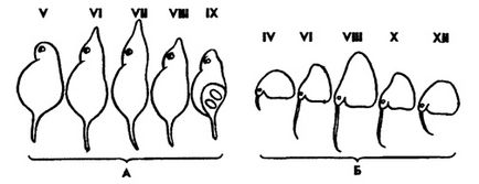 Subclasa branhiilor (branchiopoda)