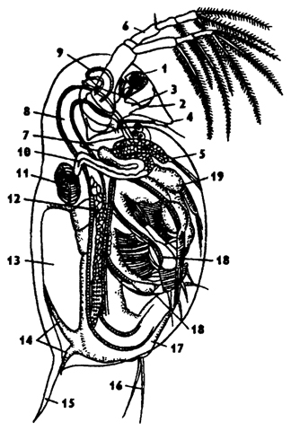 Subclasa branhiilor (branchiopoda)