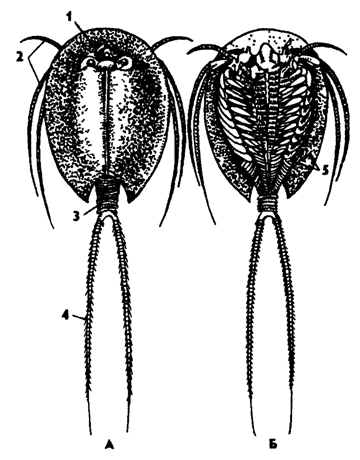 Підклас жаброногі (branchiopoda)