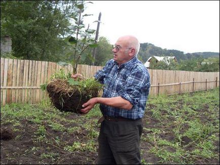 Achiziționarea și plantarea răsadurilor