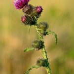 Hasznos tulajdonságok és ellenjavallatok bogáncs tea bogáncs, bogáncs alkalmazás, a növény