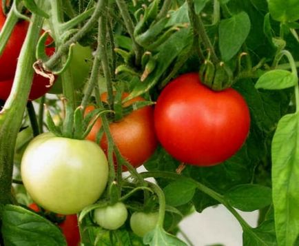 Отримання насіння з помідорів, вирости сад!