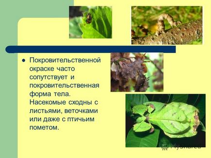 Prezentarea modului de protejare a insectelor în natură (moduri) Prezentarea modalităților de protejare a insectelor în natură