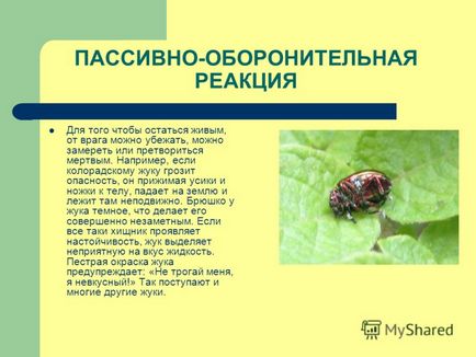 Презентація на тему способи захисту комах в природі