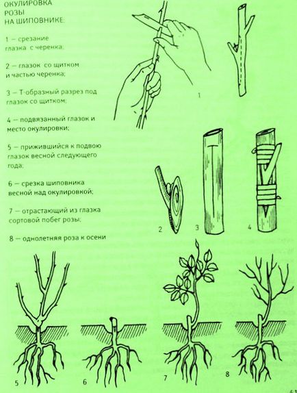 Plantarea unui trandafir pe o cățelușă - cum se face - scheme și orientare, ideile mele pentru dăruire și grădină