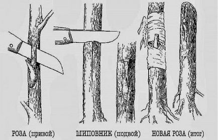 Oltás rózsa csipkebogyó - készítése - táblázatok és vezesse ötleteket a kert és a kert