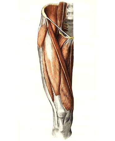 Проекція м'язів нижньої кінцівки людини, бодібілдинг і культуризм