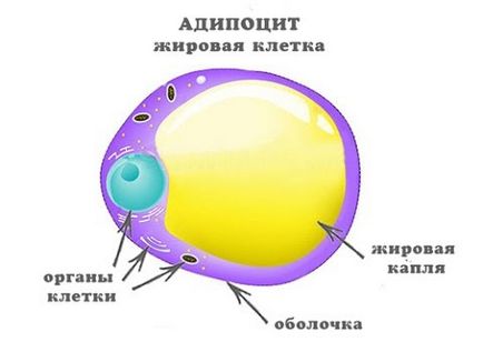 Про схуднення з точки зору хіміка