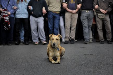 Протестуючий грецький пес сосиска