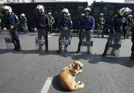 Протестуючий грецький пес сосиска