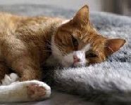 Пульпіт у кішок, причини, ознаки, лікування пульпіту - все про котів і кішок з любов'ю