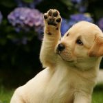 Пухнасті породи собак їх особливості і характеристики