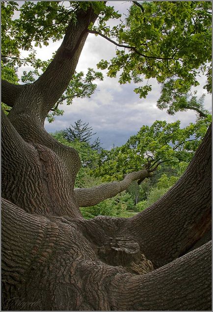 Ракурс в різних видах фотозйомки (самовчитель)