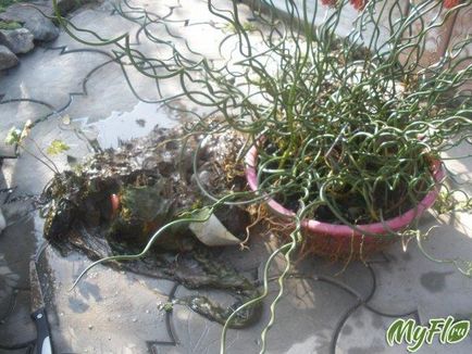 Bulrush fotó növényápolás