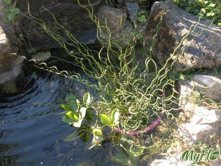 Bulrush fotó növényápolás