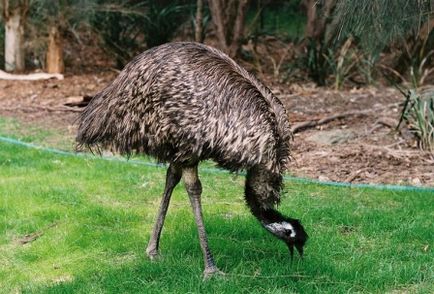 Tenyésztési emu otthon