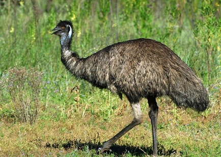 Tenyésztési emu otthon