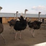 Розведення страусів ему в домашніх умовах