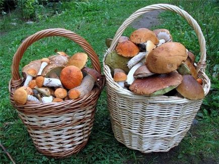 Recomandări pentru colectarea de ciuperci