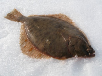 Halászata lepényhal télen - más halak