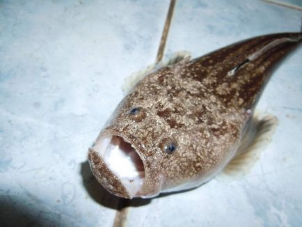 Риба-звіздар - підводний «астроном»