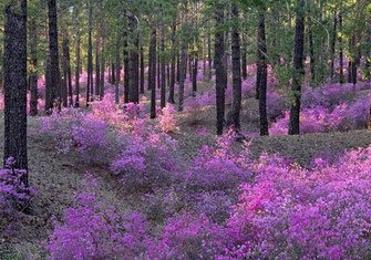 Rhododendron - legende și credințe despre flori