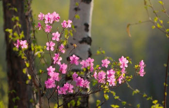 Rhododendron - legende și credințe despre flori