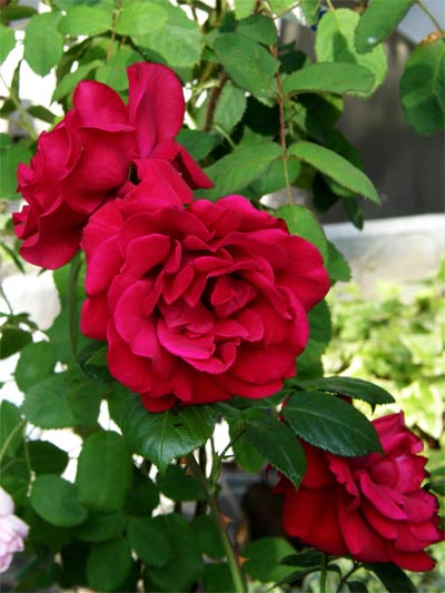 Rose de Damasc (continuare)