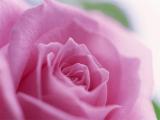 Rose de Damasc (continuare)