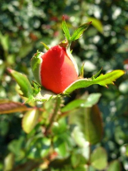 Trandafiri ceai-hibrizi - nevertebrate udmurtii
