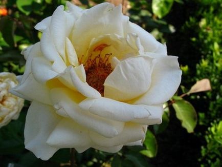 Trandafiri ceai-hibrizi - nevertebrate udmurtii