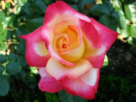 Троянди чайно-гібридні - ОПХ - сади Удмуртії